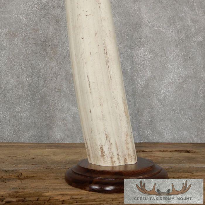 Walrus Tusk Replica Taxidermy Mount For Sale - Image 5
