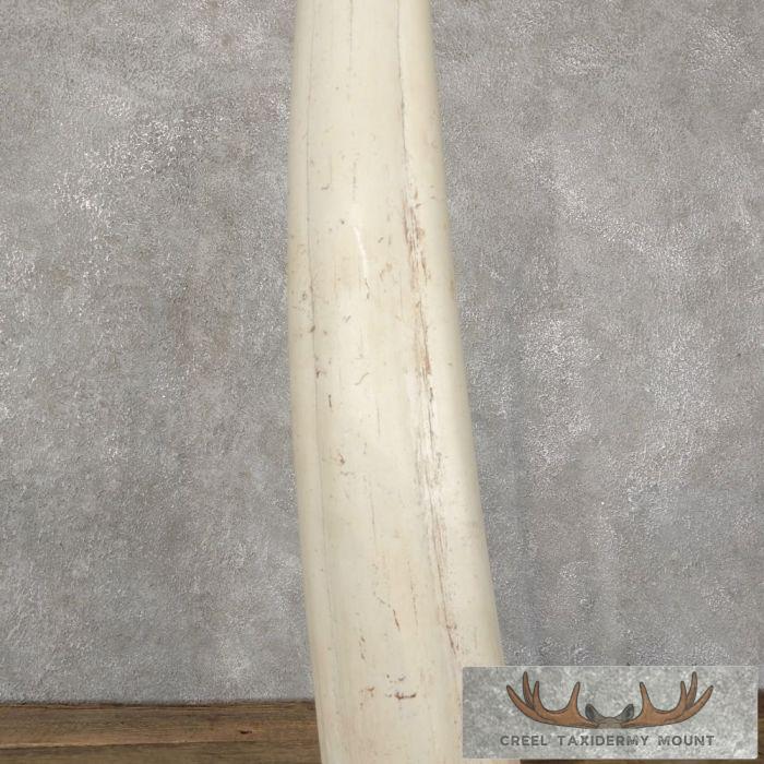 Walrus Tusk Replica Taxidermy Mount For Sale - Image 6
