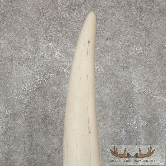 Walrus Tusk Replica Taxidermy Mount For Sale - Image 7