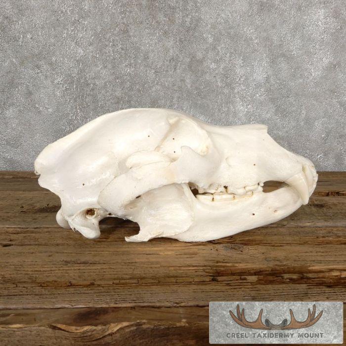 Alaskan Grizzly Bear Full Skull For Sale - Image 3