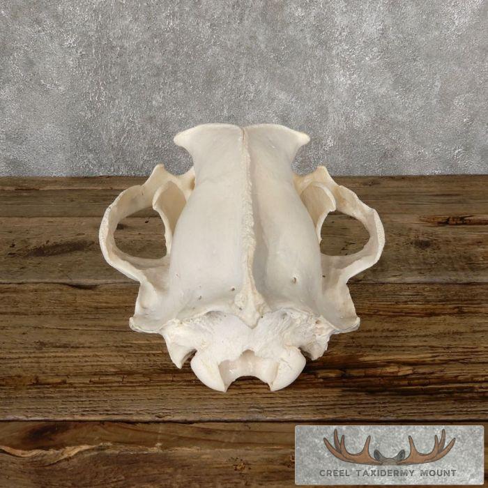Alaskan Grizzly Bear Full Skull For Sale - Image 4