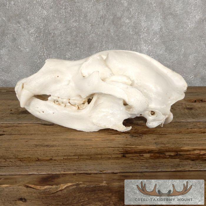 Alaskan Grizzly Bear Full Skull For Sale - Image 2