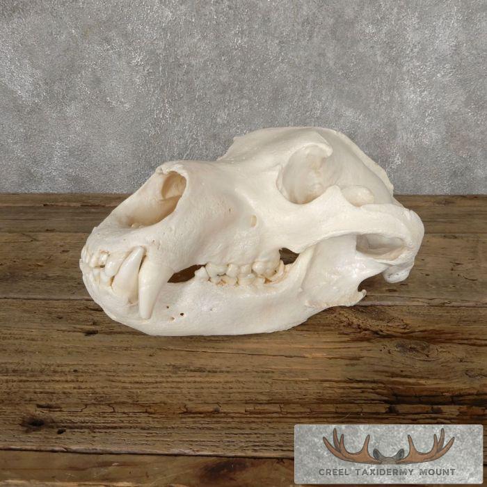 Alaskan Grizzly Bear Full Skull For Sale - Image 5
