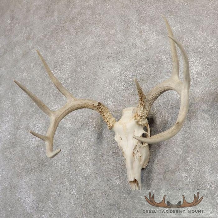 Whitetail Deer Skull European Taxidermy Mount For Sale - Image 2