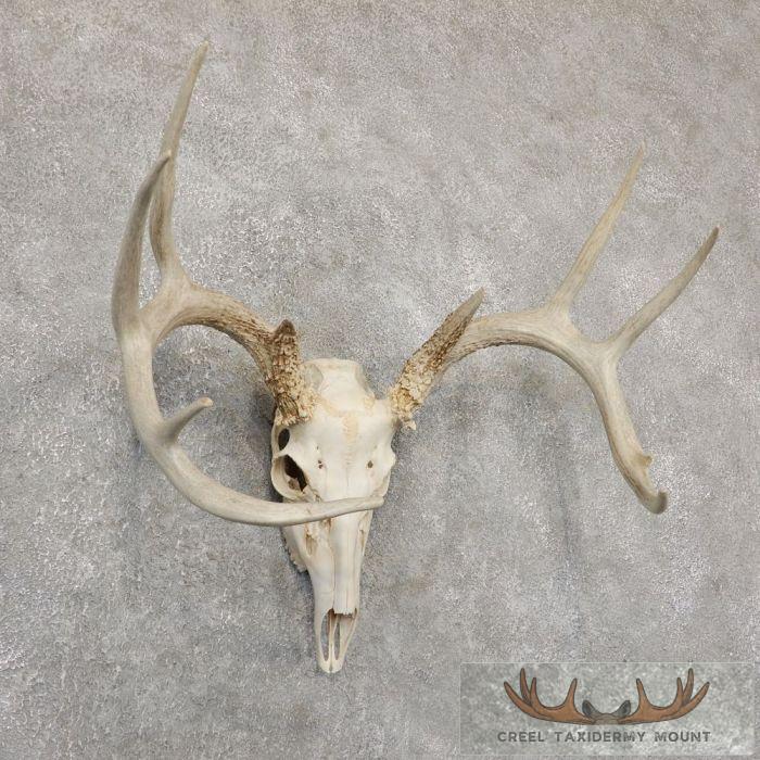 Whitetail Deer Skull European Taxidermy Mount For Sale - Image 3
