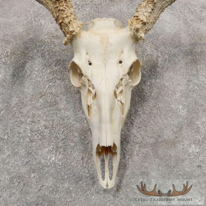 Whitetail Deer Skull European Taxidermy Mount For Sale - Image 4