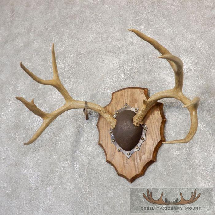 Mule Deer Antler Plaque Taxidermy Mount For Sale - Image 2
