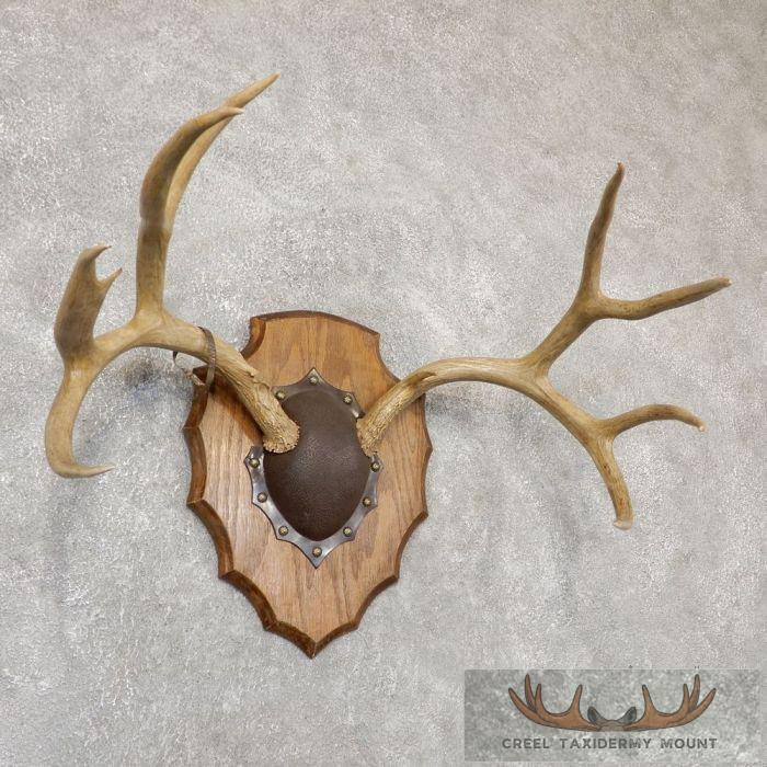 Mule Deer Antler Plaque Taxidermy Mount For Sale - Image 4
