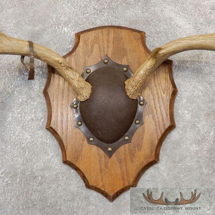 Mule Deer Antler Plaque Taxidermy Mount For Sale - Image 3