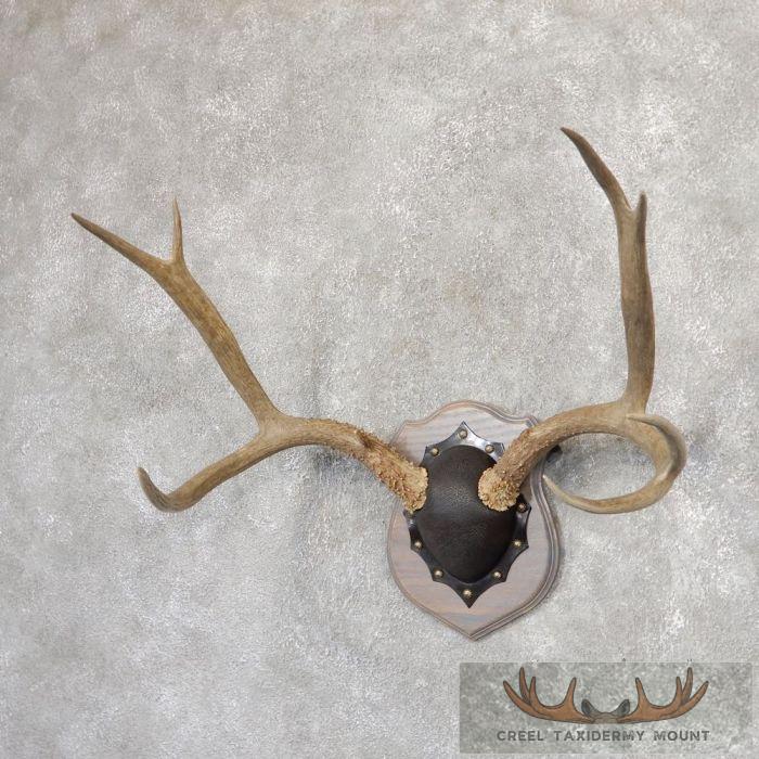Mule Deer Antler Plaque Taxidermy Mount For Sale - Image 4