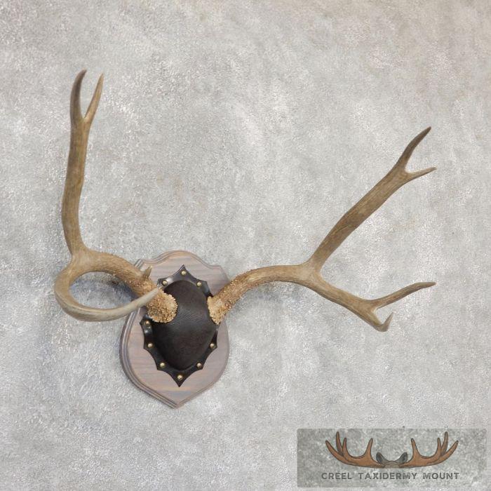 Mule Deer Antler Plaque Taxidermy Mount For Sale - Image 2