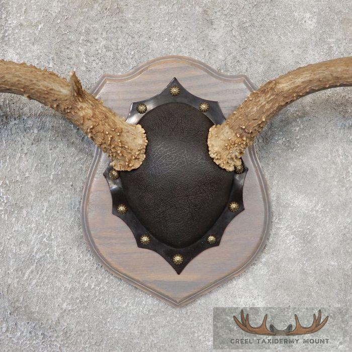Mule Deer Antler Plaque Taxidermy Mount For Sale - Image 3