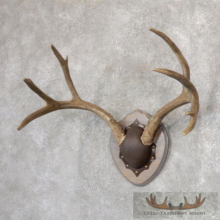 Mule Deer Antler Plaque Taxidermy Mount For Sale - Image 2