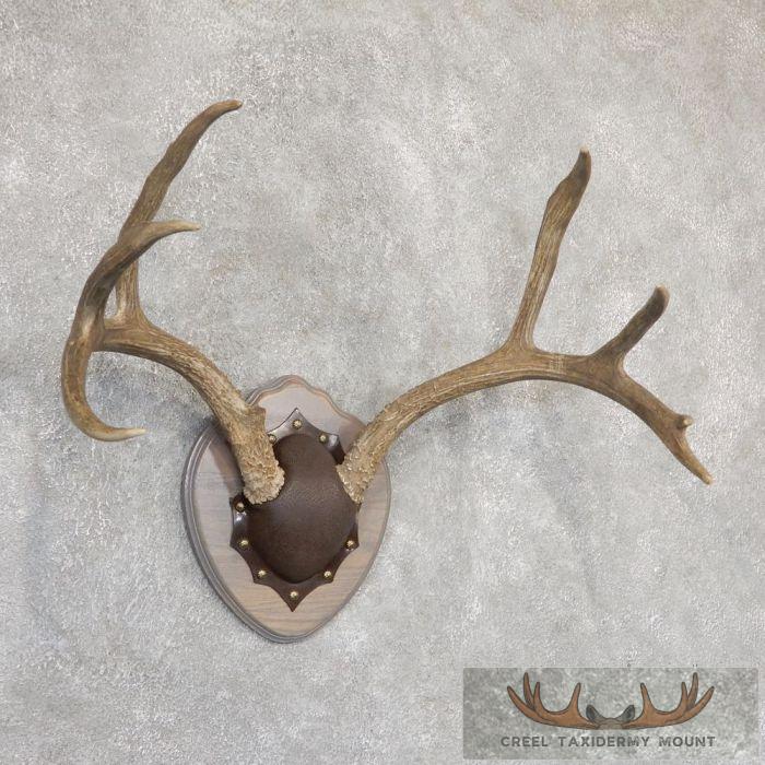 Mule Deer Antler Plaque Taxidermy Mount For Sale - Image 3