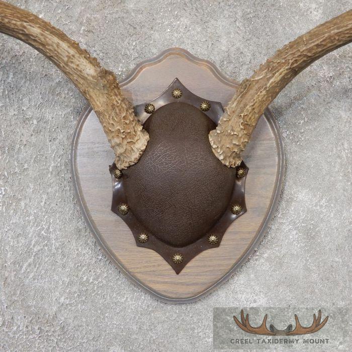 Mule Deer Antler Plaque Taxidermy Mount For Sale - Image 4