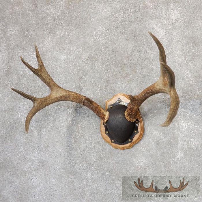 Mule Deer Antler Plaque Taxidermy Mount For Sale - Image 3