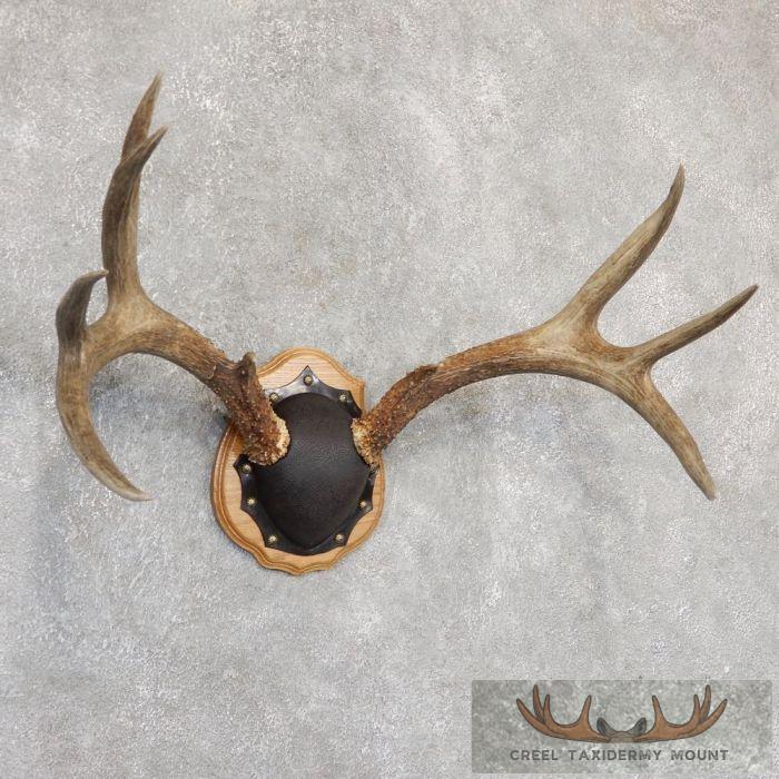 Mule Deer Antler Plaque Taxidermy Mount For Sale - Image 2