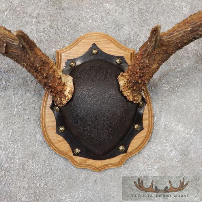 Mule Deer Antler Plaque Taxidermy Mount For Sale - Image 4