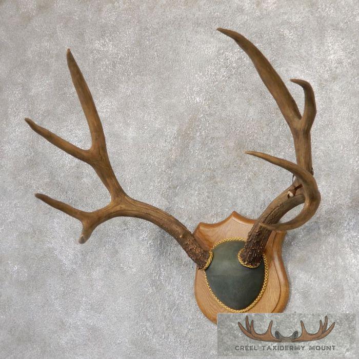 Mule Deer Antler Plaque Taxidermy Mount For Sale - Image 2
