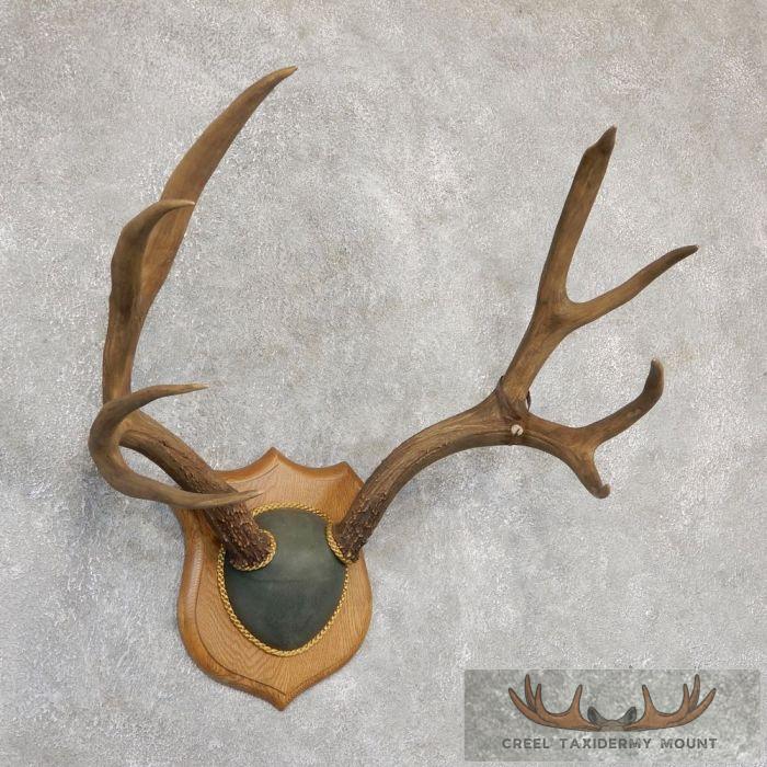 Mule Deer Antler Plaque Taxidermy Mount For Sale - Image 3