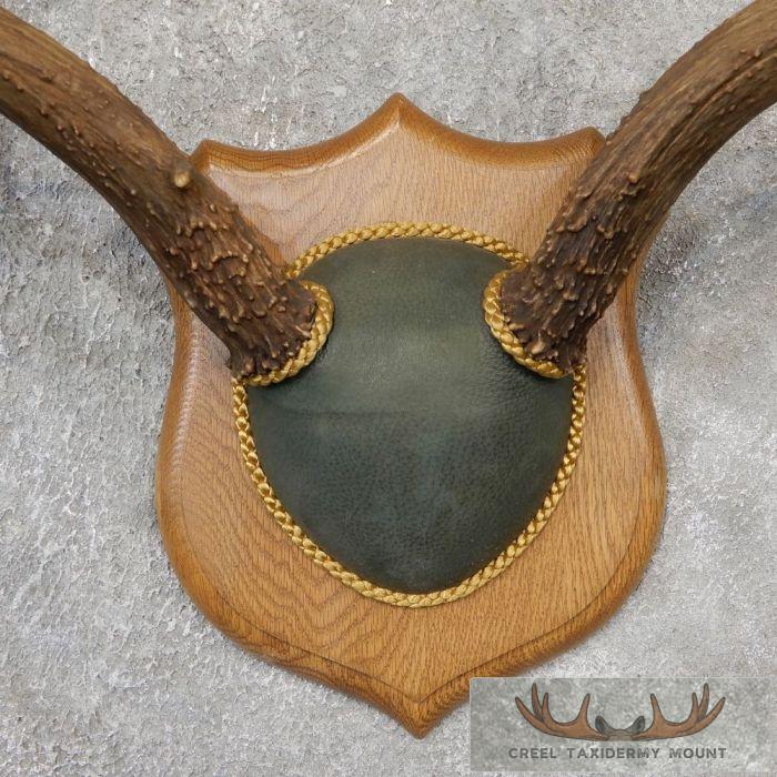 Mule Deer Antler Plaque Taxidermy Mount For Sale - Image 4