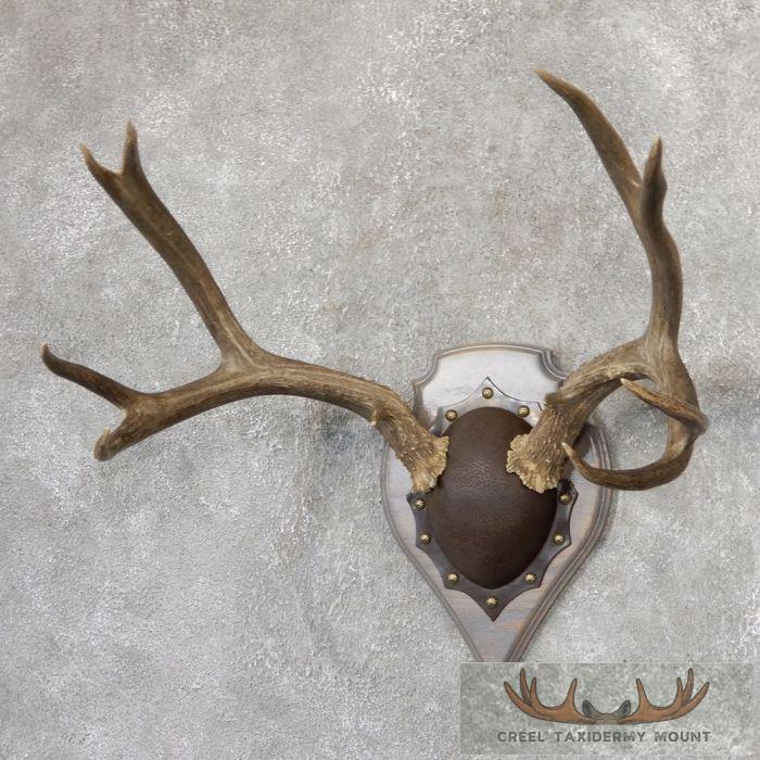 Mule Deer Antler Plaque Taxidermy Mount For Sale - Image 2