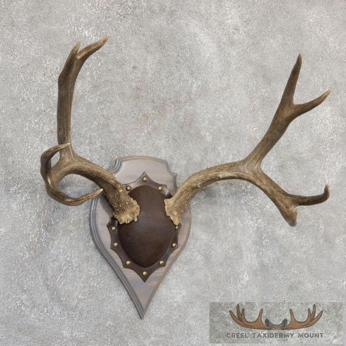 Mule Deer Antler Plaque Taxidermy Mount For Sale - Image 3