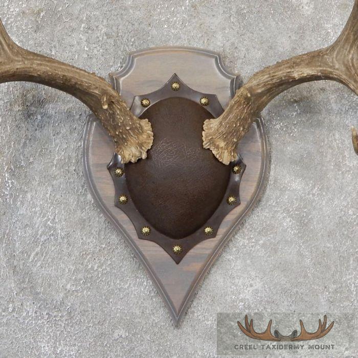 Mule Deer Antler Plaque Taxidermy Mount For Sale - Image 4