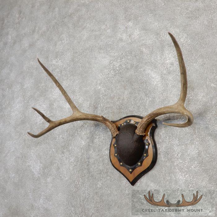 Mule Deer Antler Plaque Taxidermy Mount For Sale - Image 3
