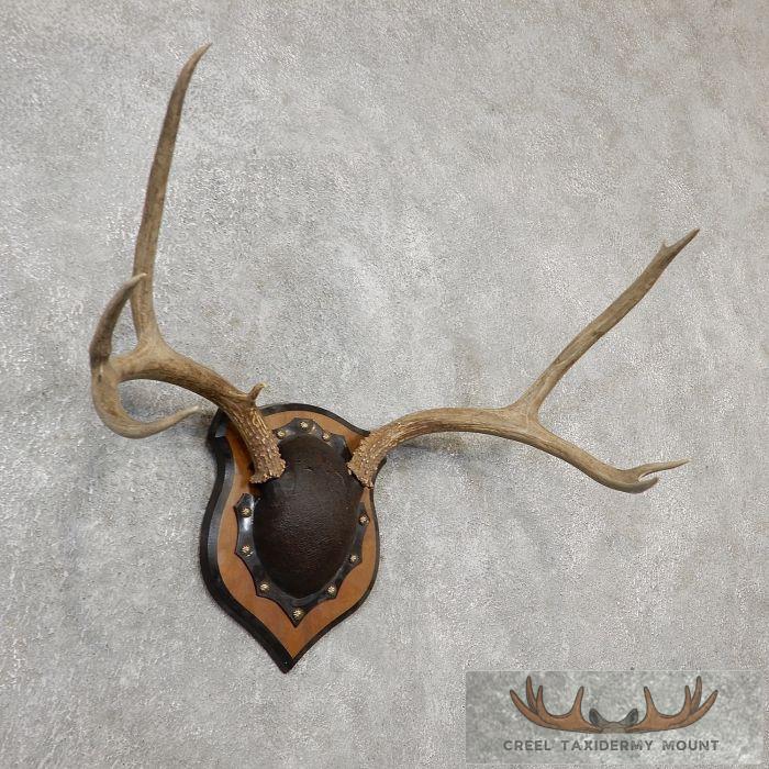 Mule Deer Antler Plaque Taxidermy Mount For Sale - Image 2