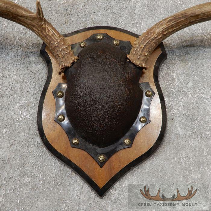 Mule Deer Antler Plaque Taxidermy Mount For Sale - Image 4