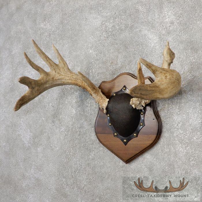Whitetail Deer Antler Plaque Taxidermy Mount For Sale - Image 2
