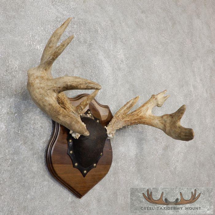 Whitetail Deer Antler Plaque Taxidermy Mount For Sale - Image 3