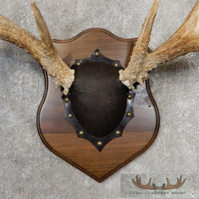 Whitetail Deer Antler Plaque Taxidermy Mount For Sale - Image 4