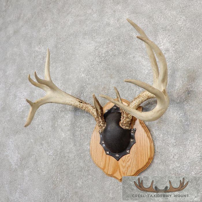 Whitetail Deer Antler Plaque Taxidermy Mount For Sale - Image 2
