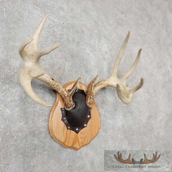 Whitetail Deer Antler Plaque Taxidermy Mount For Sale - Image 3