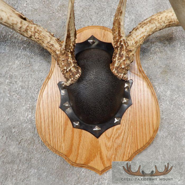Whitetail Deer Antler Plaque Taxidermy Mount For Sale - Image 4