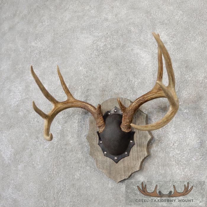 Whitetail Deer Antler Plaque Taxidermy Mount For Sale - Image 2