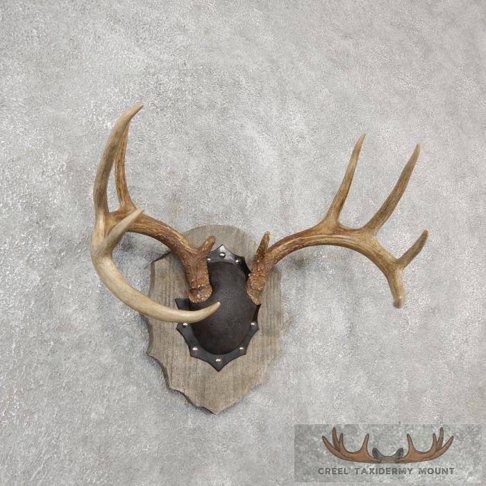 Whitetail Deer Antler Plaque Taxidermy Mount For Sale - Image 3