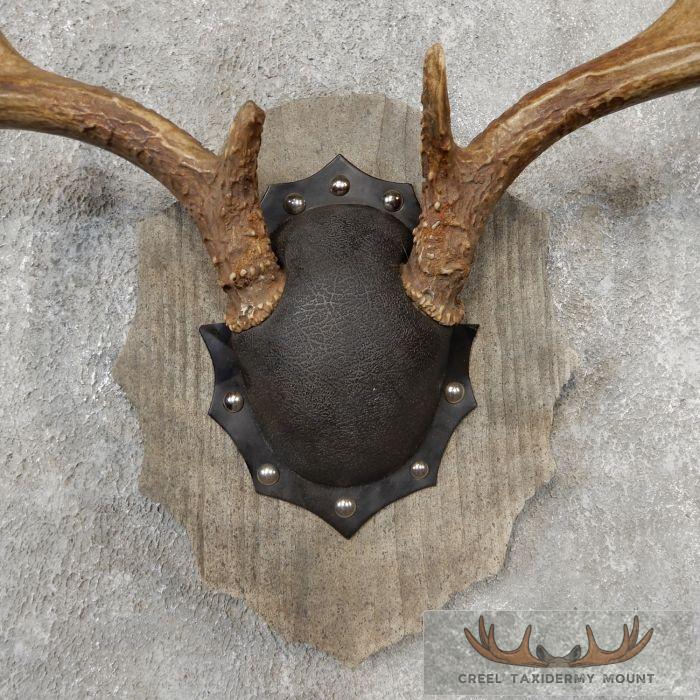 Whitetail Deer Antler Plaque Taxidermy Mount For Sale - Image 4