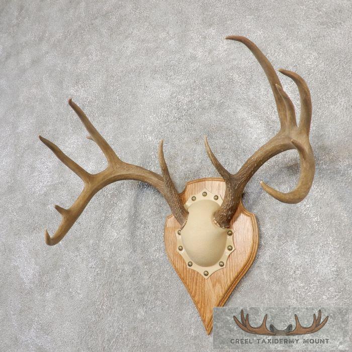 Whitetail Deer Antler Plaque Taxidermy Mount For Sale - Image 3