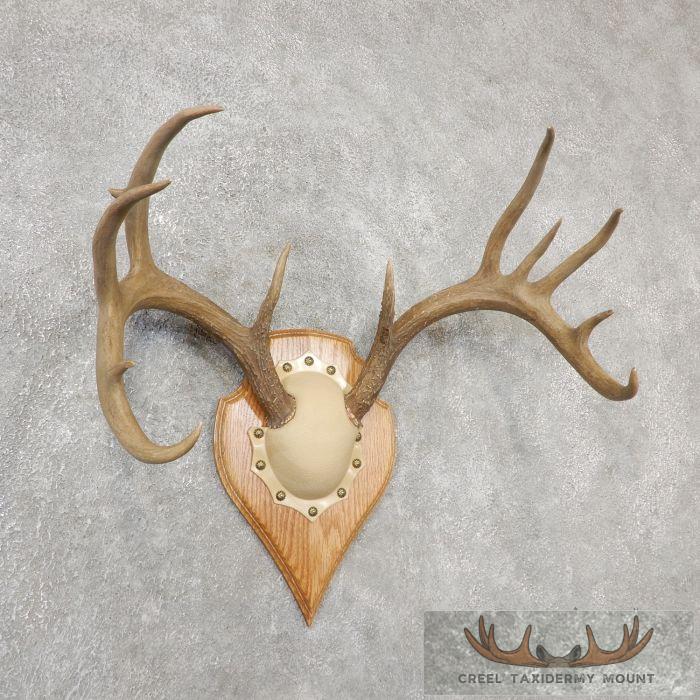 Whitetail Deer Antler Plaque Taxidermy Mount For Sale - Image 2