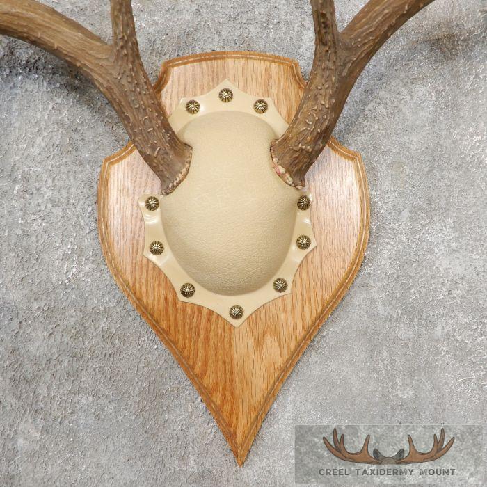 Whitetail Deer Antler Plaque Taxidermy Mount For Sale - Image 4
