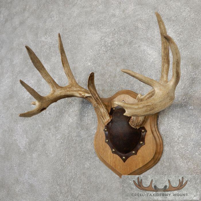 Whitetail Deer Antler Plaque Taxidermy Mount For Sale - Image 3
