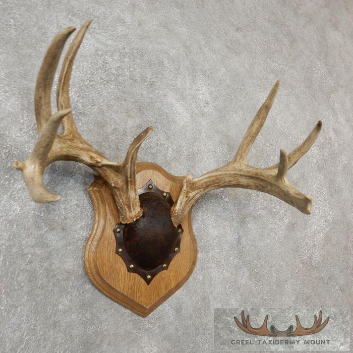 Whitetail Deer Antler Plaque Taxidermy Mount For Sale - Image 2