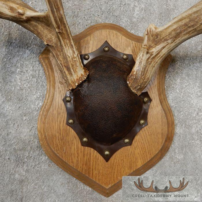 Whitetail Deer Antler Plaque Taxidermy Mount For Sale - Image 4
