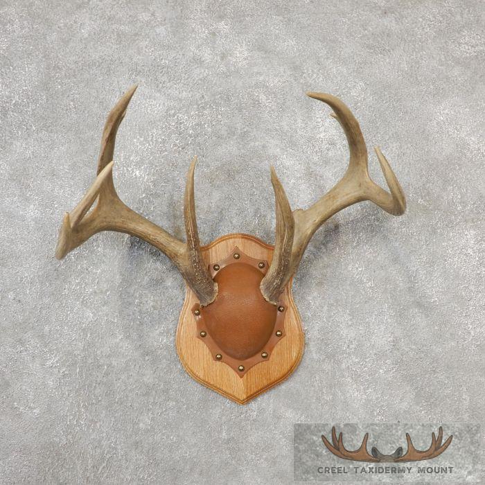 Whitetail Deer Antler Plaque Taxidermy Mount For Sale