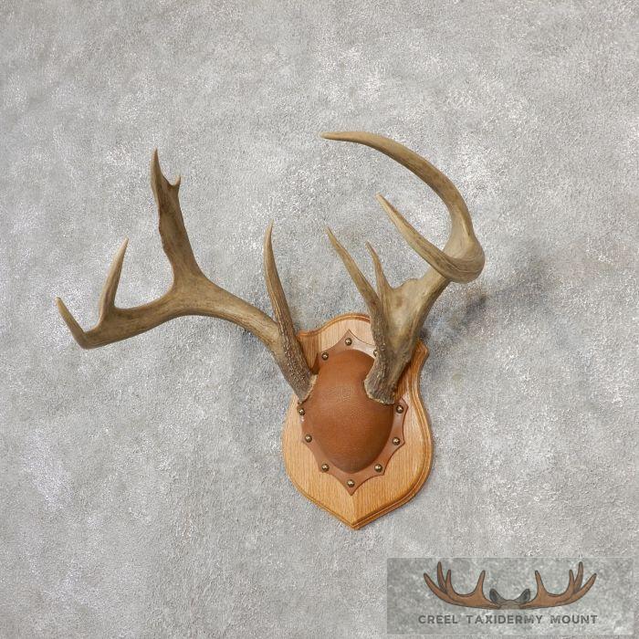 Whitetail Deer Antler Plaque Taxidermy Mount For Sale - Image 2
