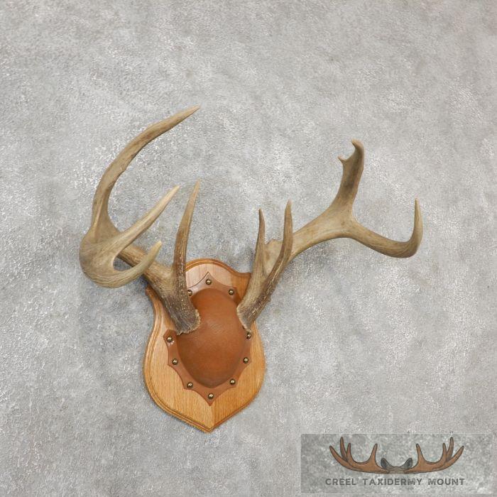 Whitetail Deer Antler Plaque Taxidermy Mount For Sale - Image 3
