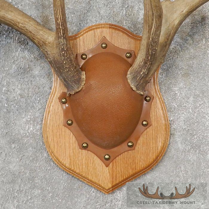 Whitetail Deer Antler Plaque Taxidermy Mount For Sale - Image 4